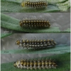 melit didyma larva2 volg2